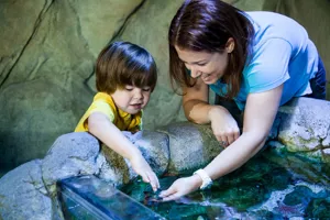 Child playing by a rockpool