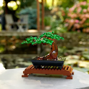 Bonsai Tree