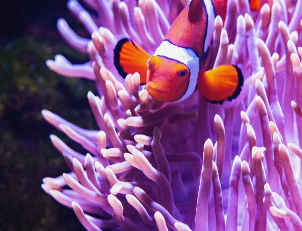 clownfish swimming