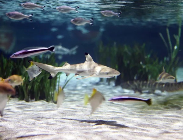 Shark Nursery